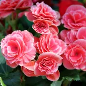 Paquete de 8: Bulbos de Flores Touch Of ECO Sweet Strawberry Begonia o Peonía Colorida