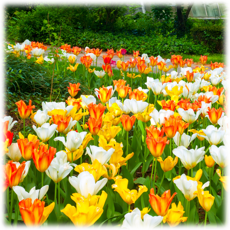 MorningSave Touch Of Eco 24 Ground Cover Tulip Bulbs