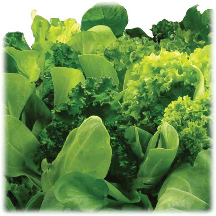 Aerogrow Heirloom Salad Greens 6 Pod Seed Kit