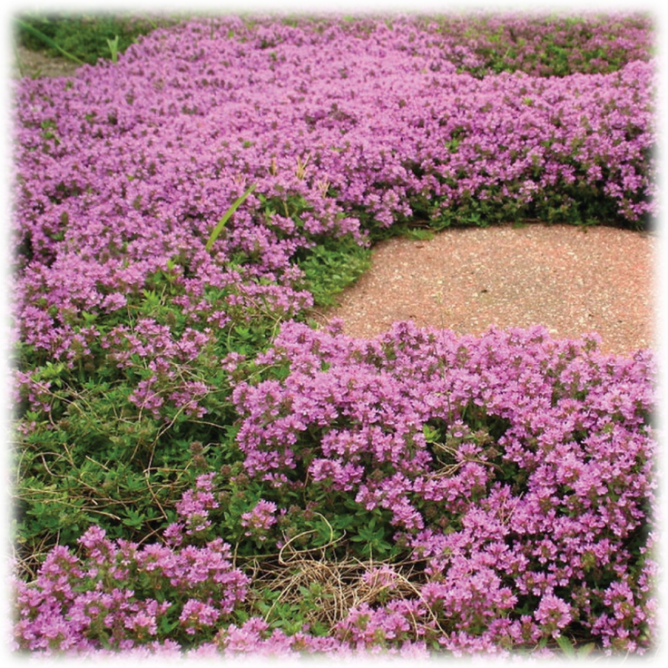 SideDeal: Touch Of Eco Seed Mats with Soil Blocks