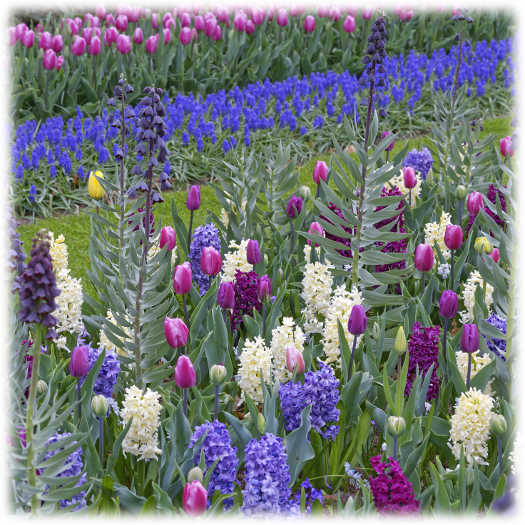 SideDeal Touch Of Eco 40Bulb Blue Flower Garden Bulb Collection