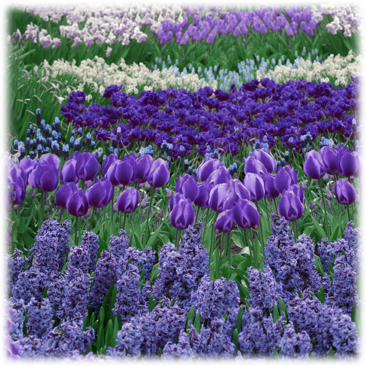 SideDeal Touch Of Eco 40Bulb Blue Flower Garden Bulb Collection