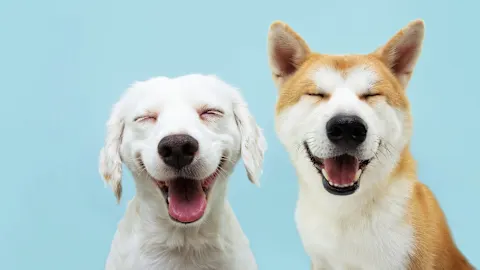 Pet Friendly Finds