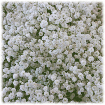 Paquete de 12: Touch Of ECO Bulbos de Flores