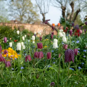 Colección Touch Of ECO Garden Gems Bulbos Mixtos de Flores Perenne