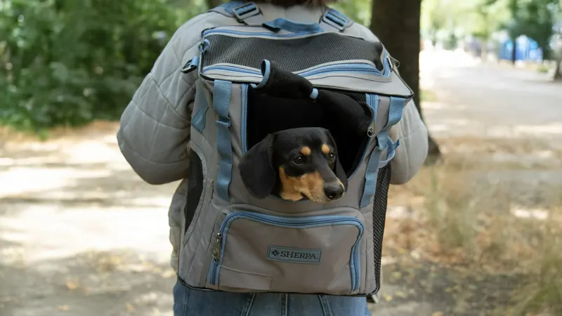 The Convertible Pet Backpack and Tote