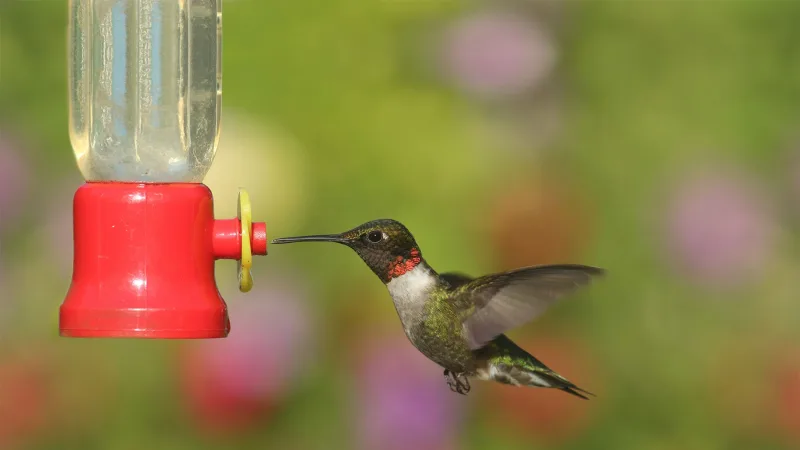The Set of Two Hummingbird Feeders