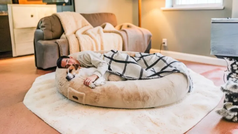 The Dog Bed for Humans