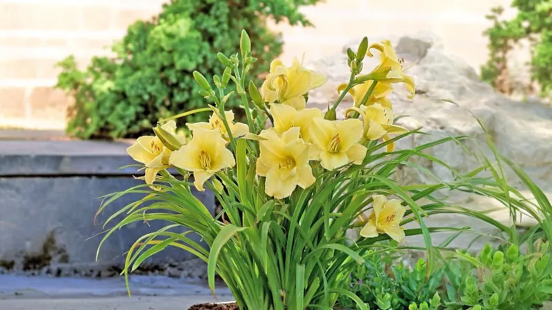 The Bare Root Yellow Daylilies