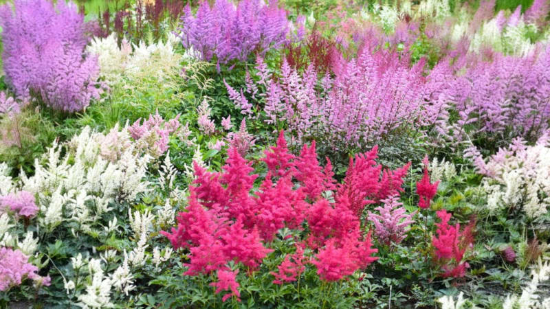 Paquete de 6: Bulbos de Flores Gigantes Touch Of ECO