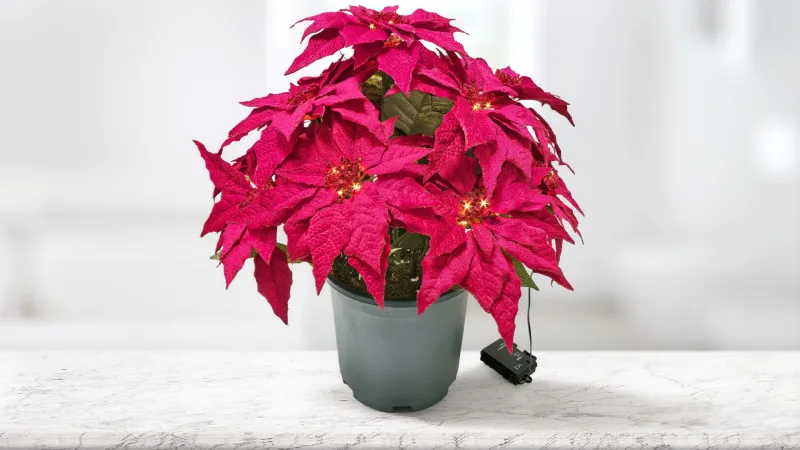 The Everglow Cordless Poinsettia Urn Filler