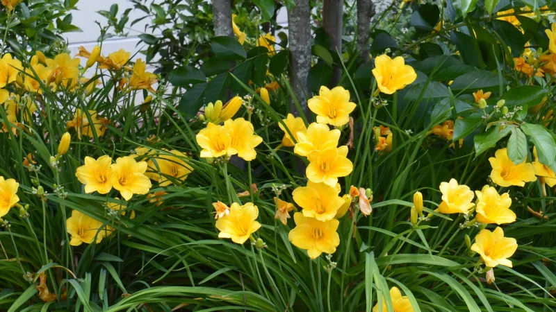 6-Pack: Touch Of ECO Plant or Flower Bare Roots