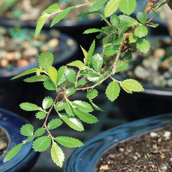 MorningSave: Brussel's Chinese Elm Bonsai Tree