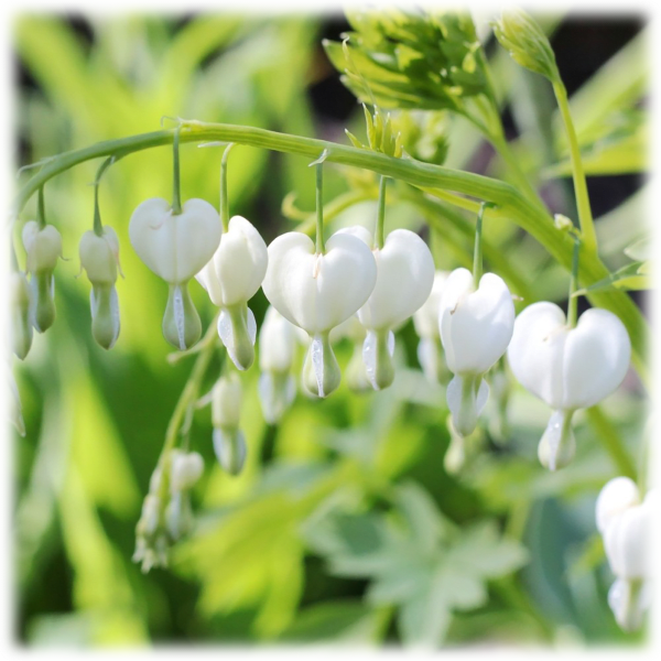MorningSave: White Bleeding Heart Flowers (2 Bare Roots)
