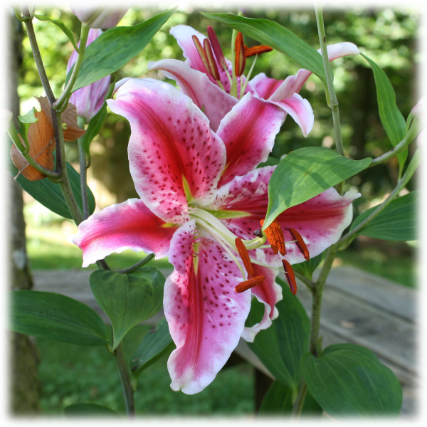 MorningSave: Giant Stargazer Lily Flowers (6 Bulbs)