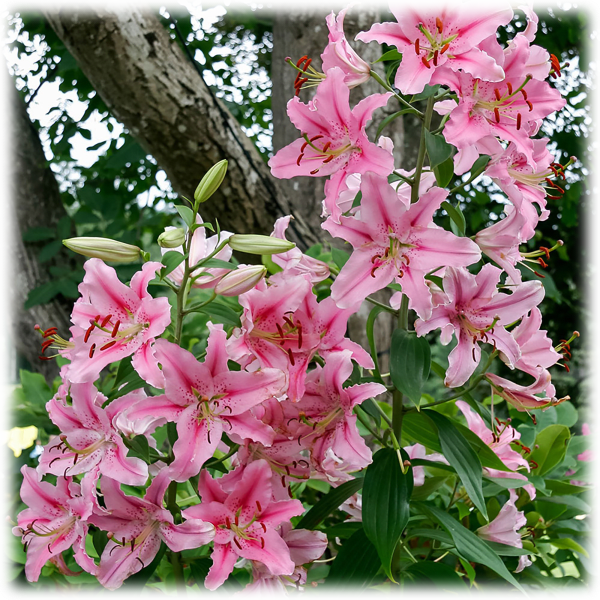 MorningSave: Giant Stargazer Lily Flowers (6 Bulbs)