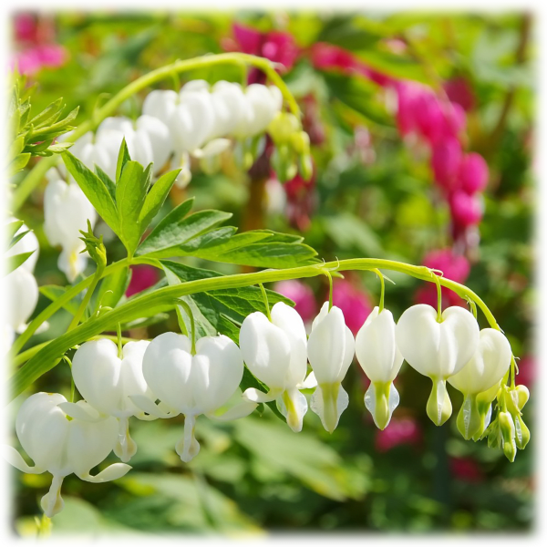 MorningSave: 2-Pack: Touch Of ECO Bleeding Heart Flower Bare Roots
