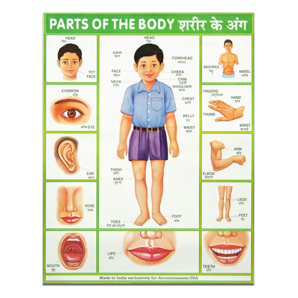 Parts of the Body English to Hindi Translation Poster