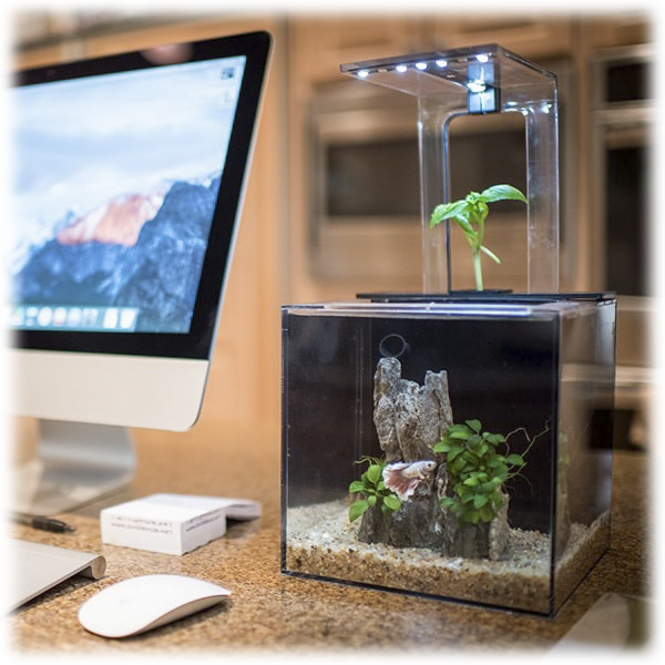 Meh EcoQube Desktop Ecosystem 2 or 3 Gallon Aquariums with Planter