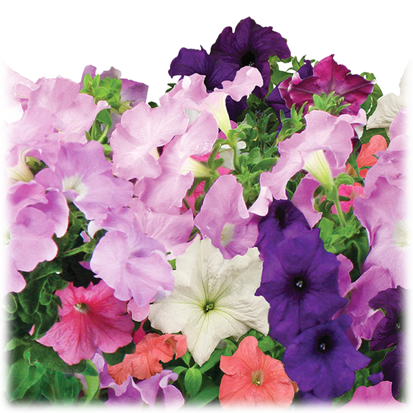 MorningSave AeroGarden Cascading Petunias 6Pod Seed Kit