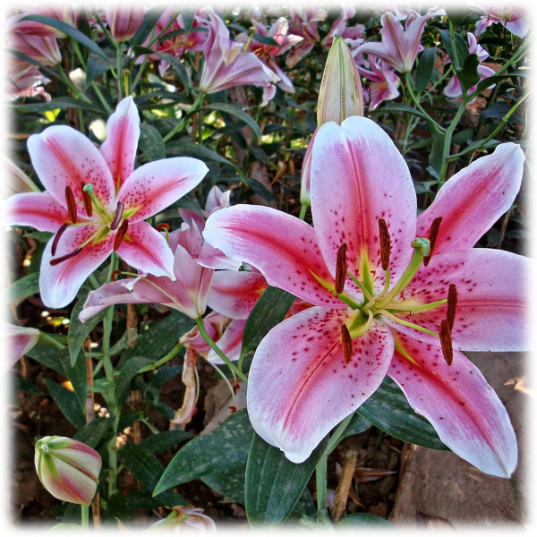 MorningSave: Giant Stargazer Lily Flowers (6 Bulbs)