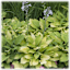 The Bare Root White Hostas