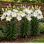 The Giant Tree Lily Bulbs