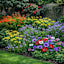 The English Cottage Flower Bulbs