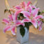 Paquete de 6: Bulbos de Flores Gigantes Touch Of ECO