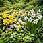 The Summer Wedding Flower Bulbs