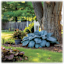 The Bare Root Big Blue Hostas