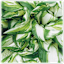 The Bare Root Fire and Ice Hostas