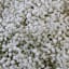 The Snowy White Baby's Breath Bulbs