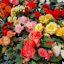 The Multicolor Giant Begonia Bulbs