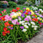 The Fragrant and Colorful Freesia Bulbs