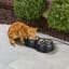 The Heated Outdoor Cat Bowls