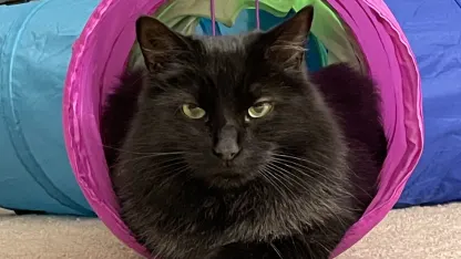 IRK Fool anticipation thread