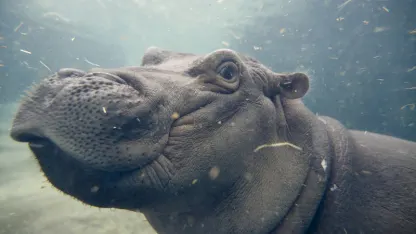 Cincinnati's Fiona the Hippo Picks Eagles to Win Super Bowl