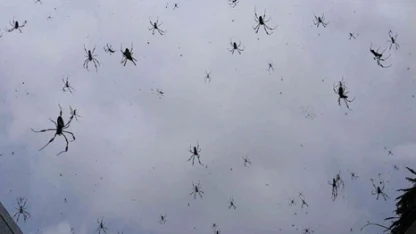 Creepy spider rain