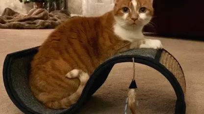 If you feel so inclined to help cats and dogs whose owners are in hospice, etc.