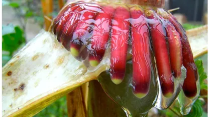 Plant Fact of the Day: Built-in Fertilizer