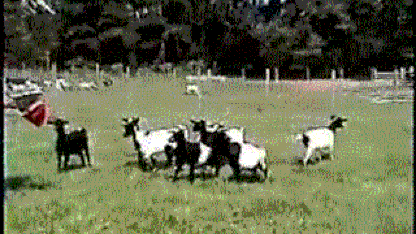 Images/gifs, help a goat out