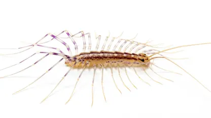 Worst bug to find in your house?