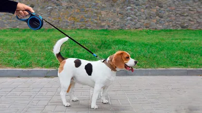 2-Pack: Triton 16-ft Retractable Dog Leash & Collapsible Water Bowl Set