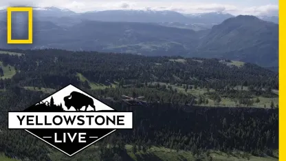 Yellowstone LIVE is on NatGeo