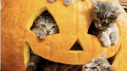 Halloween decorations