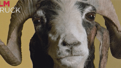 Goat Day 26 - The origin of "meh"