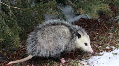 What wild animal do you see most often in your neighborhood? (Necropost)