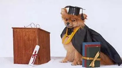 Dog graduation outfit?