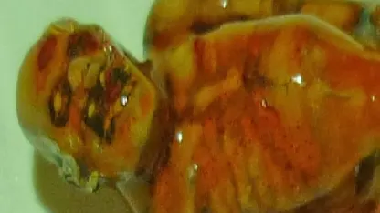 Have there been any failed experiments?